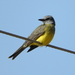 Tropical Kingbird - Photo (c) Nelson Wisnik, some rights reserved (CC BY-NC), uploaded by Nelson Wisnik