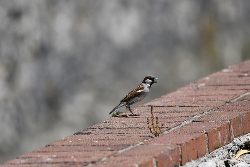 Moineau domestique, mâle