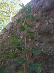 Acer platanoides