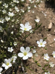 Eremogone ferrisiae