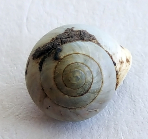 Globular Drop Snail