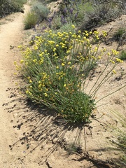 Eriogonum nudum westonii