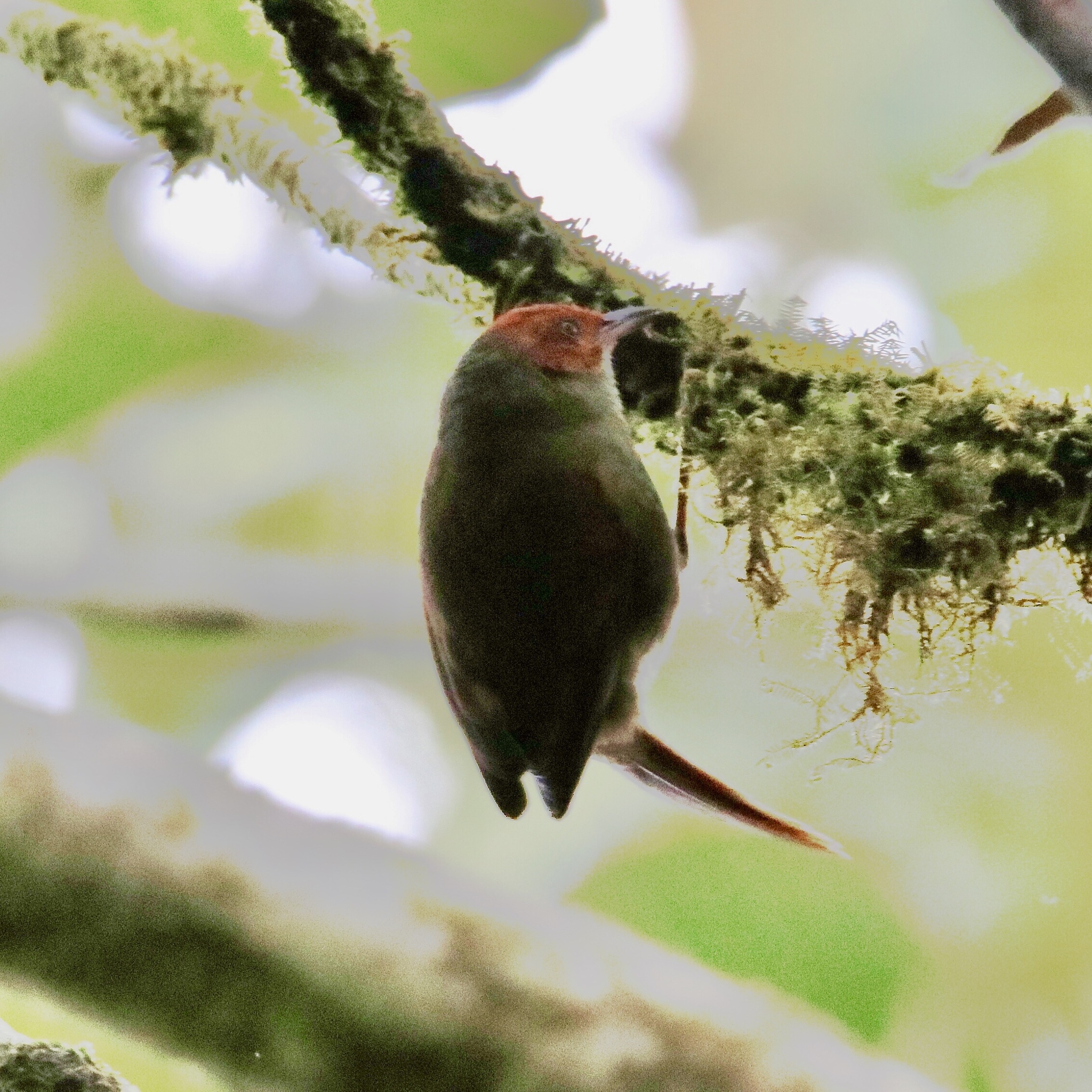 Red-faced Spinetail (Cranioleuca erythrops)