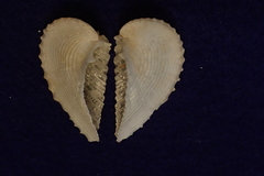Corculum cardissa