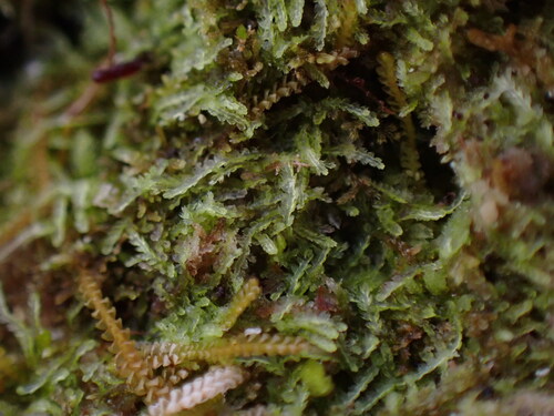 Fuscocephaloziopsis pleniceps, 2025-06-10