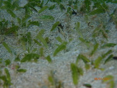 Halophila ovalis
