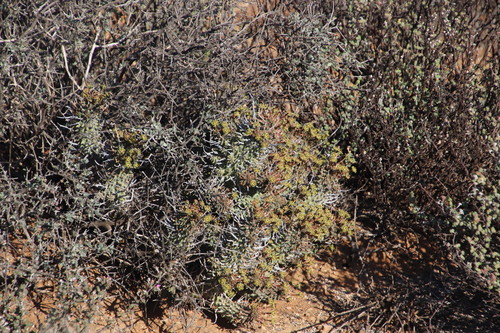 Image of Euphorbia multiceps by (c) Tony Rebelo, some rights reserved (CC BY-SA)