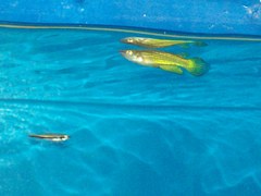 Aplocheilus lineatus