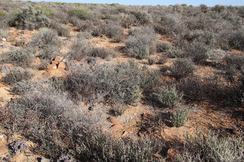 Image of Euphorbia multiceps by (c) Tony Rebelo, some rights reserved (CC BY-SA)