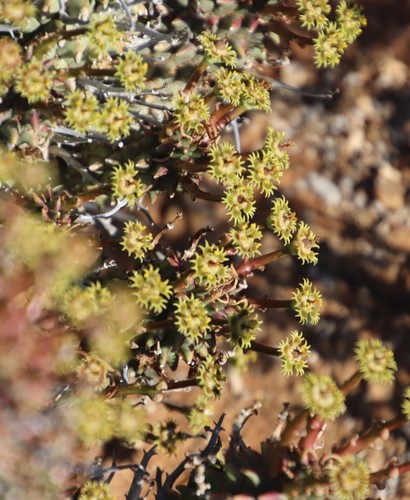 Image of Euphorbia multiceps by (c) Tony Rebelo, some rights reserved (CC BY-SA)