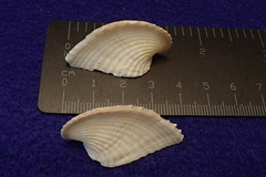 Corculum cardissa