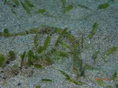 Halophila ovalis