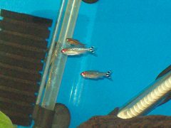 Hemigrammus rhodostomus