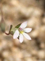 Nemacladus sigmoideus