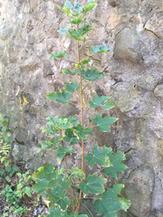 Acer platanoides