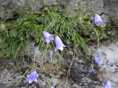 Campanula carnica
