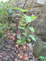 Magnoliopsida
