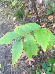 Magnoliopsida