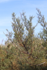 Tamarix africana
