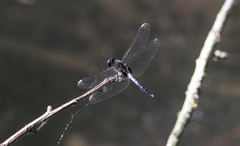 Leucorrhinia caudalis