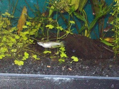 Aplocheilus lineatus