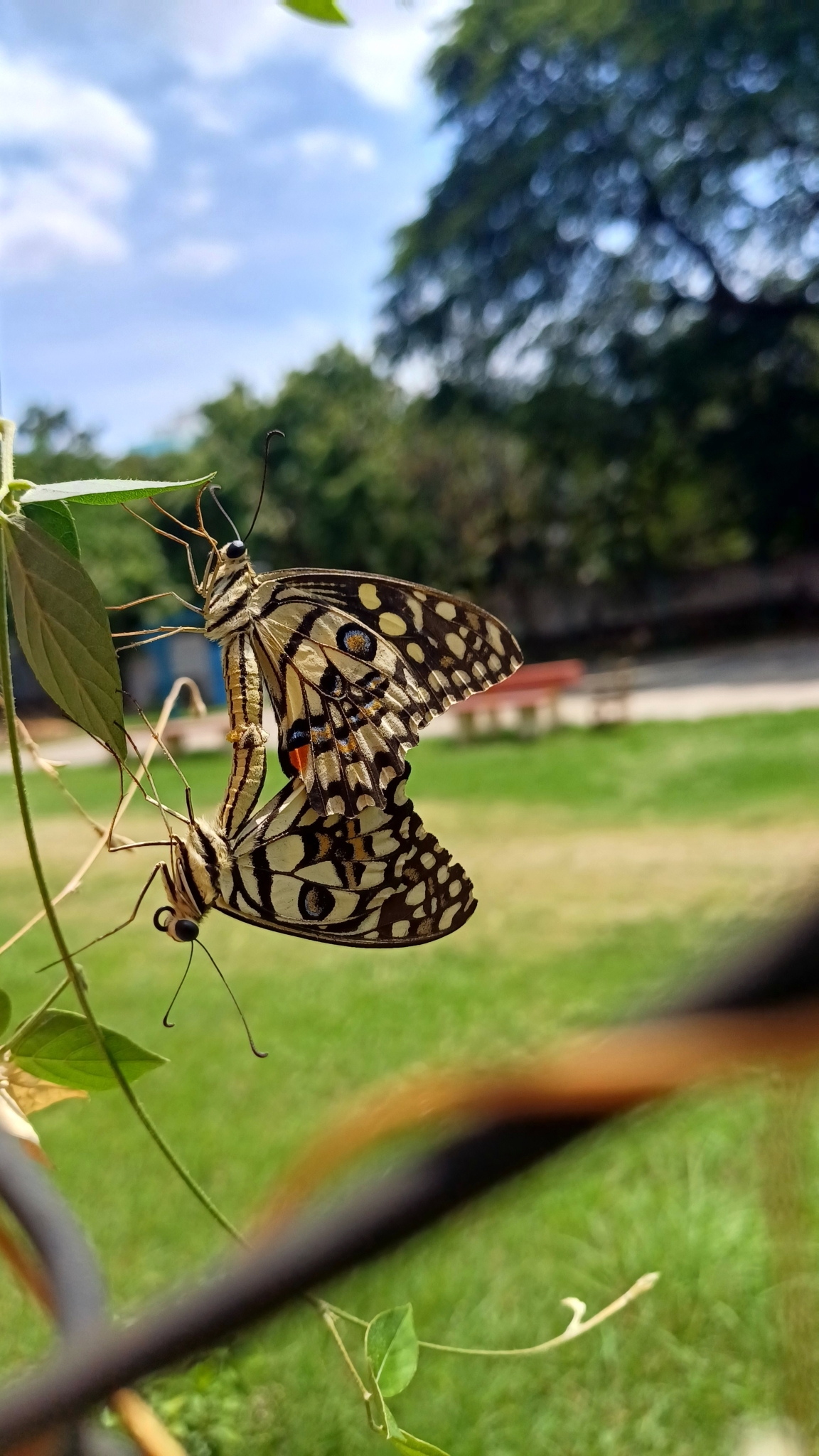 Lime Swallowtail