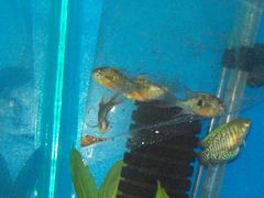 Mikrogeophagus altispinosus