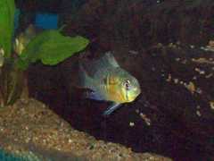 Mikrogeophagus altispinosus