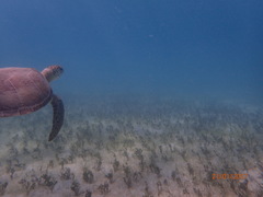 Udotea flabellum