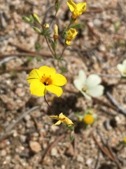 Leptosiphon chrysanthus