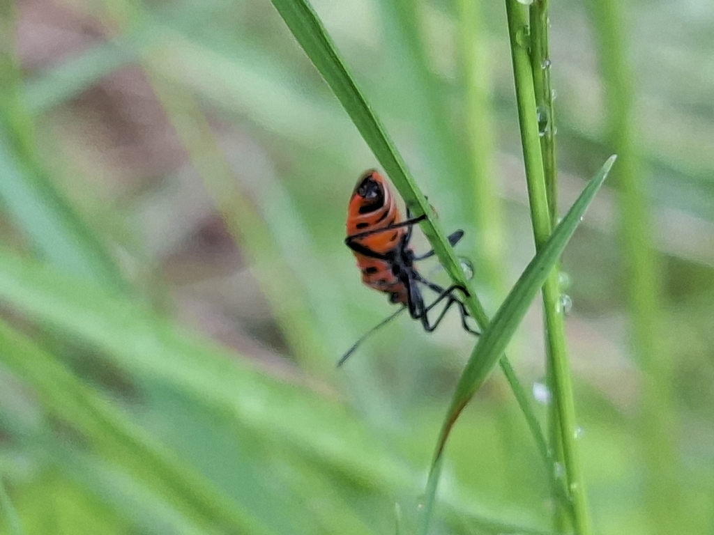 Spotted Firebug from 50350 Mikkeli, Suomi on June 17, 2025 at 06:15 PM ...