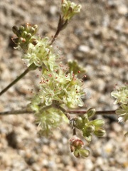 Eriogonum saxatile