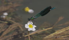 Calopteryx xanthostoma