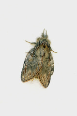 Peridea anceps