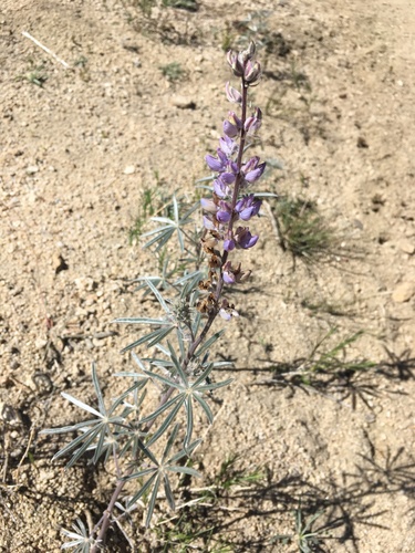Image of Lupinus elatus by (c) Matt Berger, some rights reserved (CC BY)