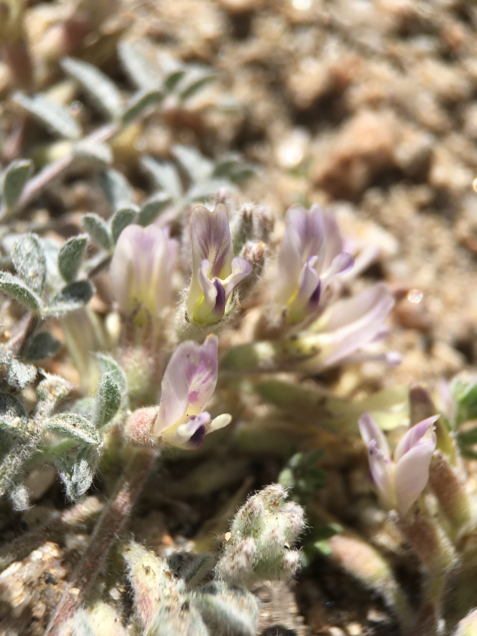 Astragalus subvestitus