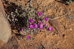 Drosanthemum deciduum