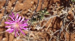 Drosanthemum deciduum