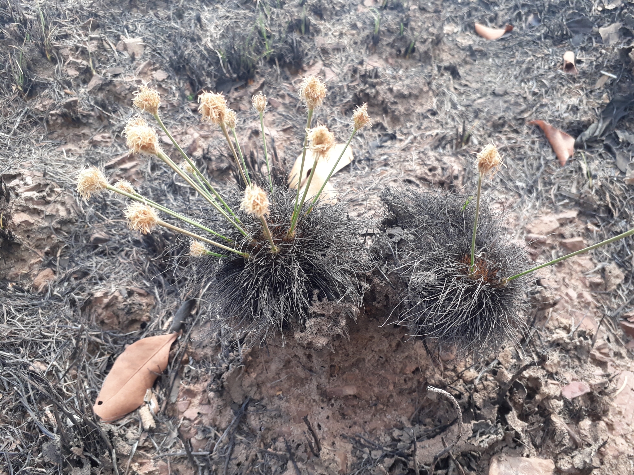 Bulbostylis paradoxa