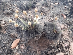 Bulbostylis paradoxa