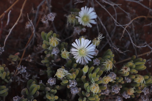 Ivory Dewfig (Drosanthemum eburneum)