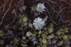 Drosanthemum eburneum