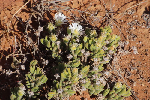 Image of Drosanthemum eburneum by (c) Tony Rebelo, some rights reserved (CC BY-SA)