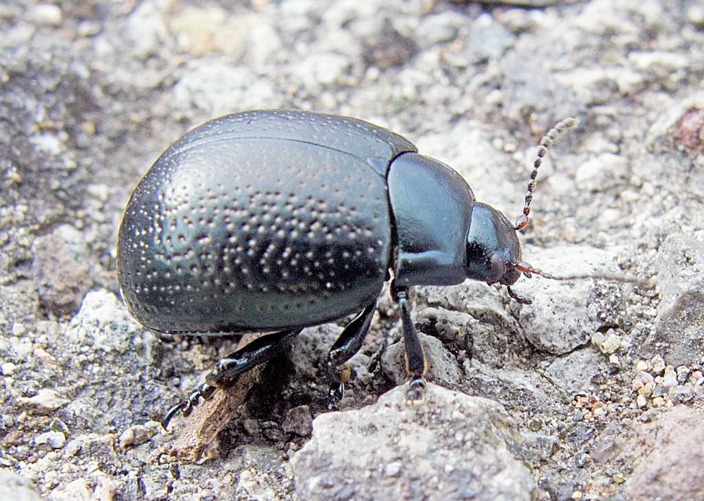 Chrysolina vernalis