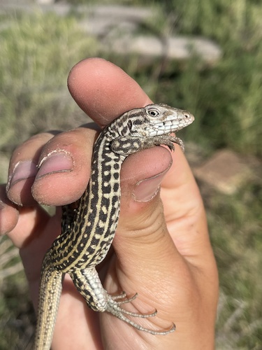 Colorado Checkered Whiptail, Aspidoscelis neotesselatus