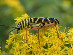 Megacyllene robiniae