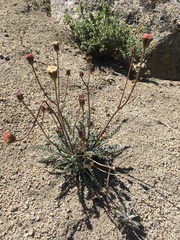 Chaenactis santolinoides