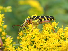 Megacyllene robiniae