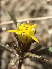 Orochaenactis thysanocarpha