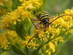 Megacyllene robiniae